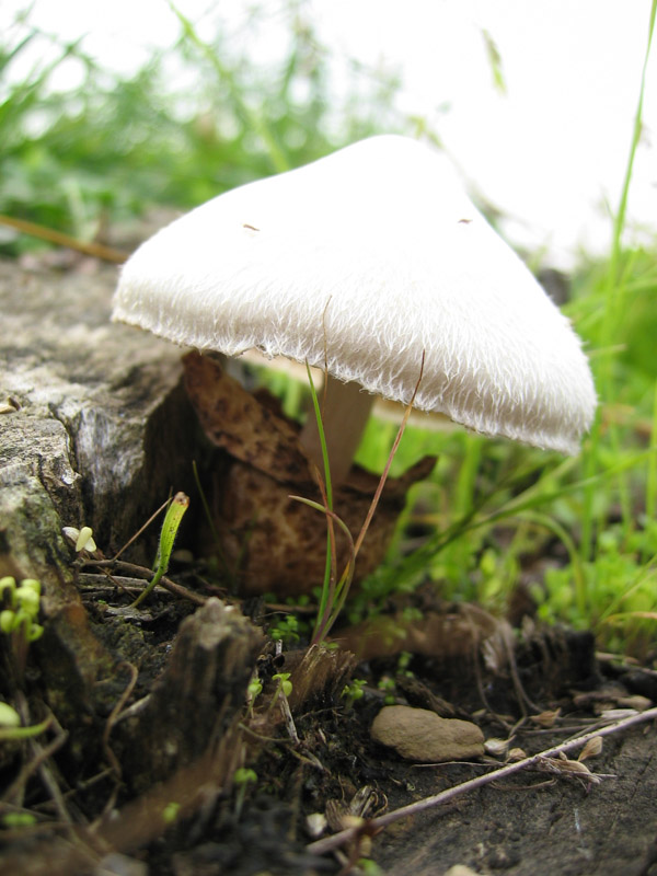 Volvariella bombycina (Schaeff.) Singer