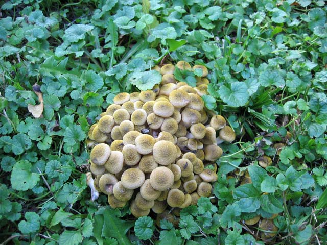 Il Genere Armillaria