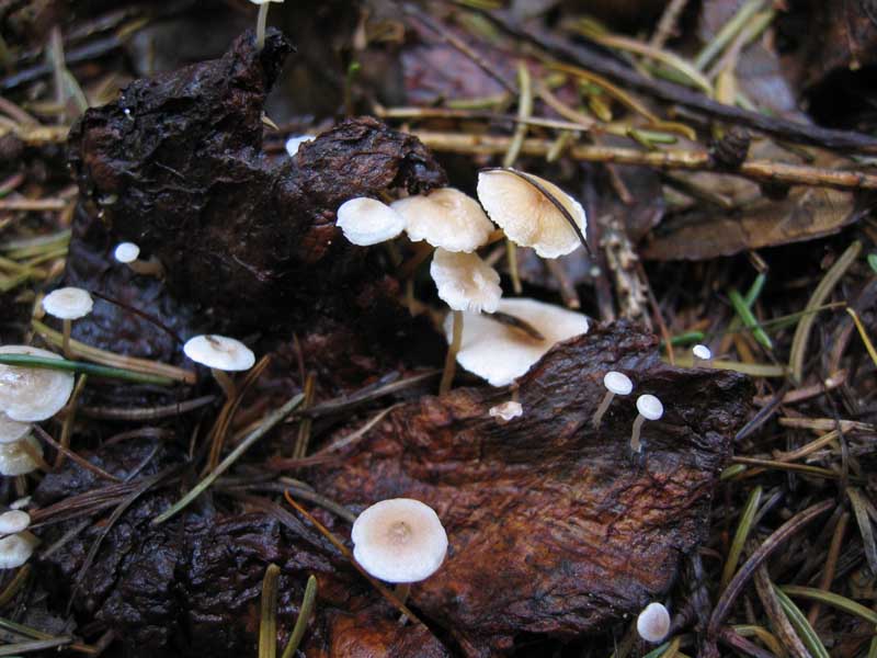 Collybia cirrhata (Schumach.) P. Kumm.