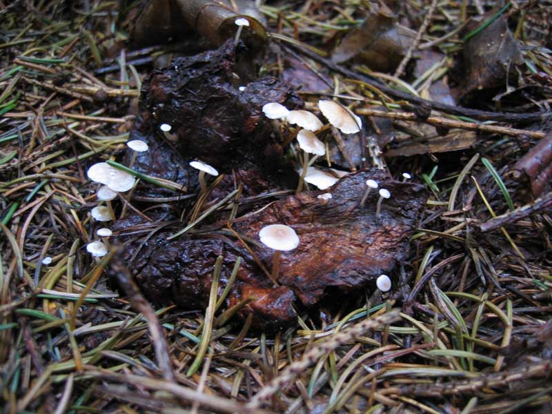 Collybia cirrhata (Schumach.) P. Kumm.