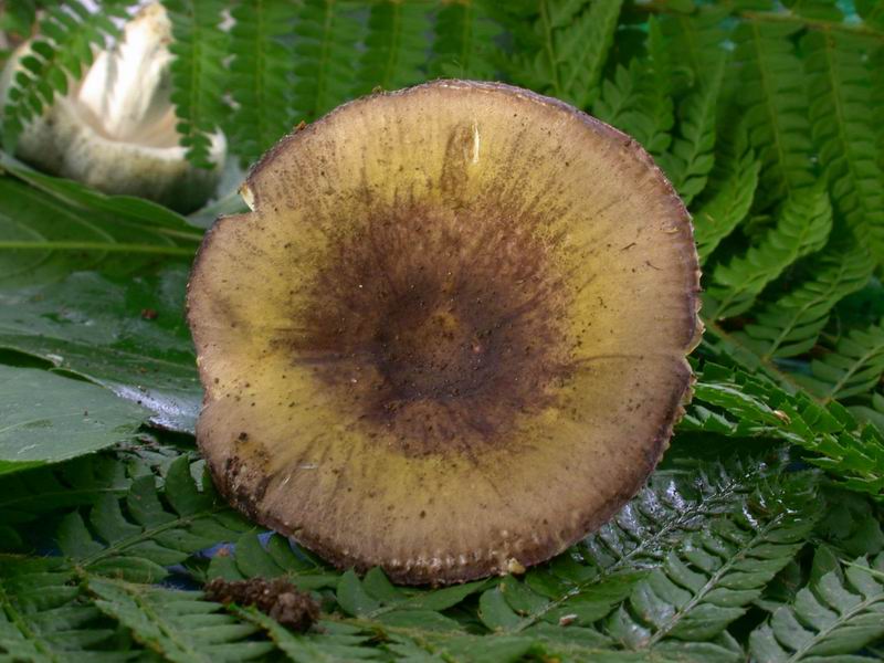 Russula da determinare