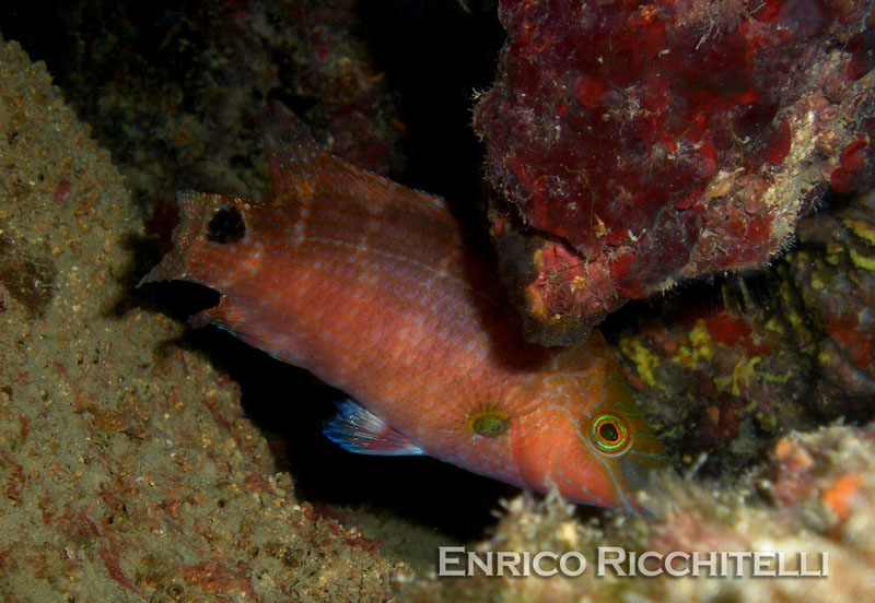 Labridae sfuggente... (Symphodus mediterraneus)