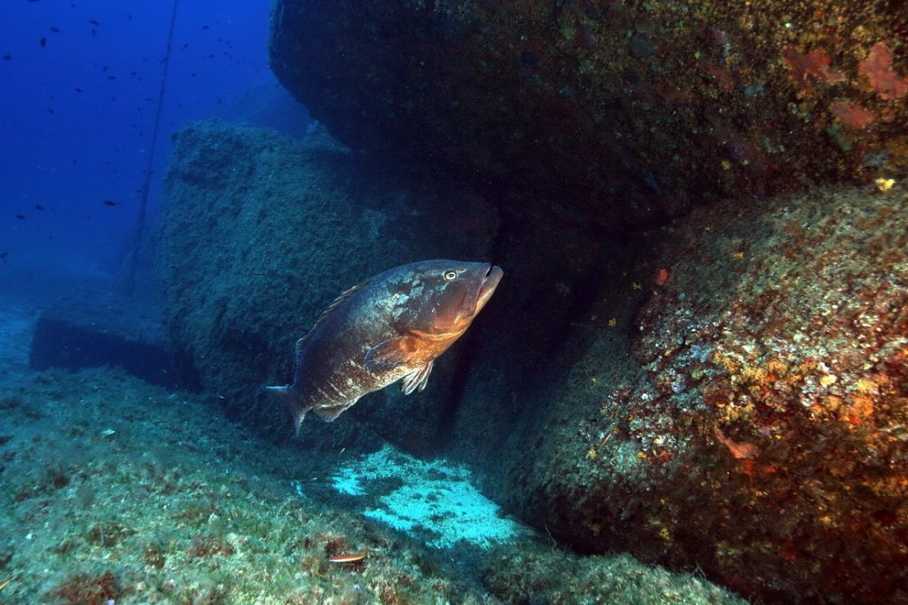 Maschi territoriali Epinephelus marginatus