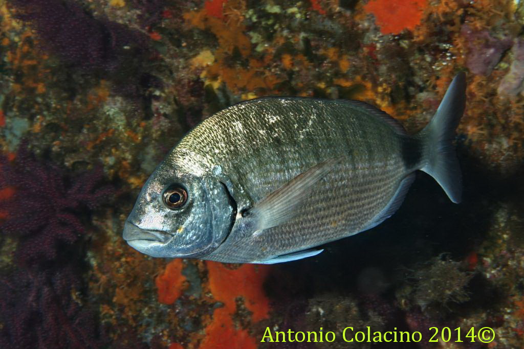 Diplodus sargus sargus Linnaeus, 1758