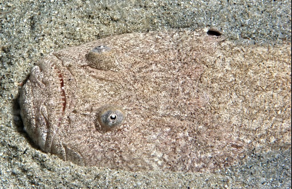 Uranoscopus scaber (Linnaeus, 1758)