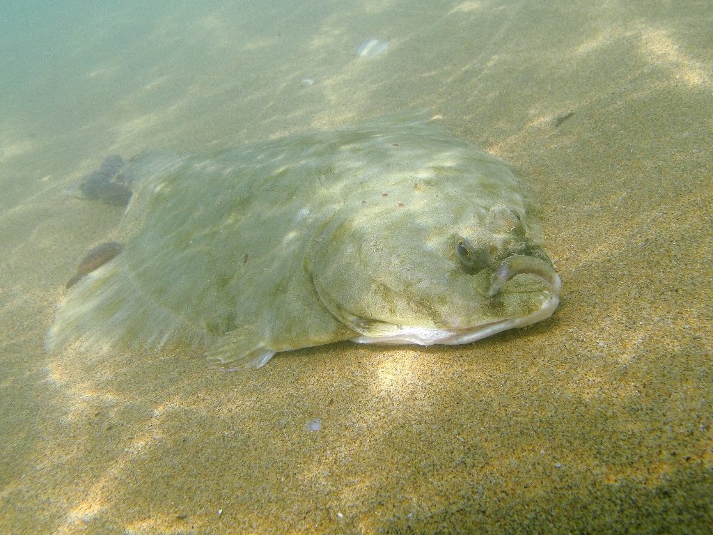 Platichthys flesus (Linnaeus, 1758)