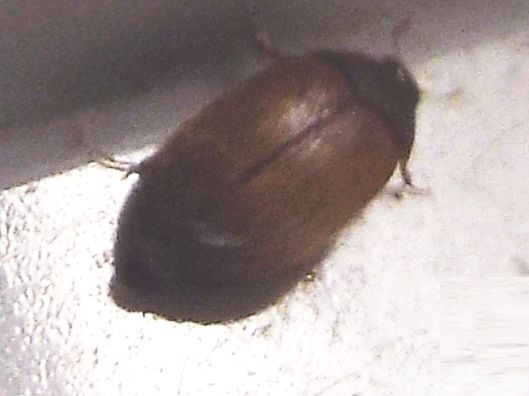 Dermestidae: altro Attagenus sp. (cfr. Attagenus brunneus)