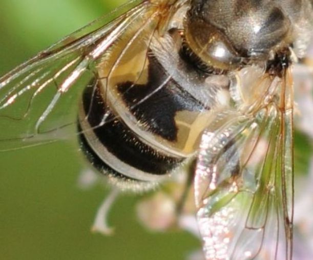 Quale Eristalis?  Eristalis cfr. arbustorum