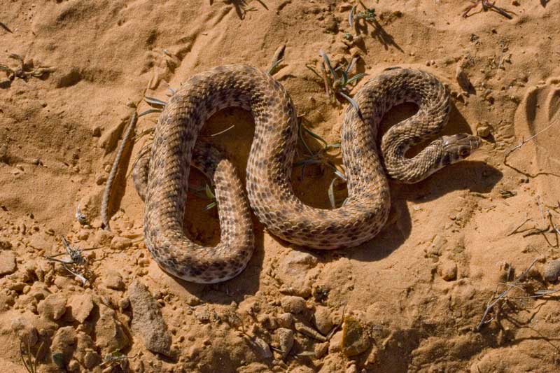 Scutophis (malpolon) moilensis della Tunisia