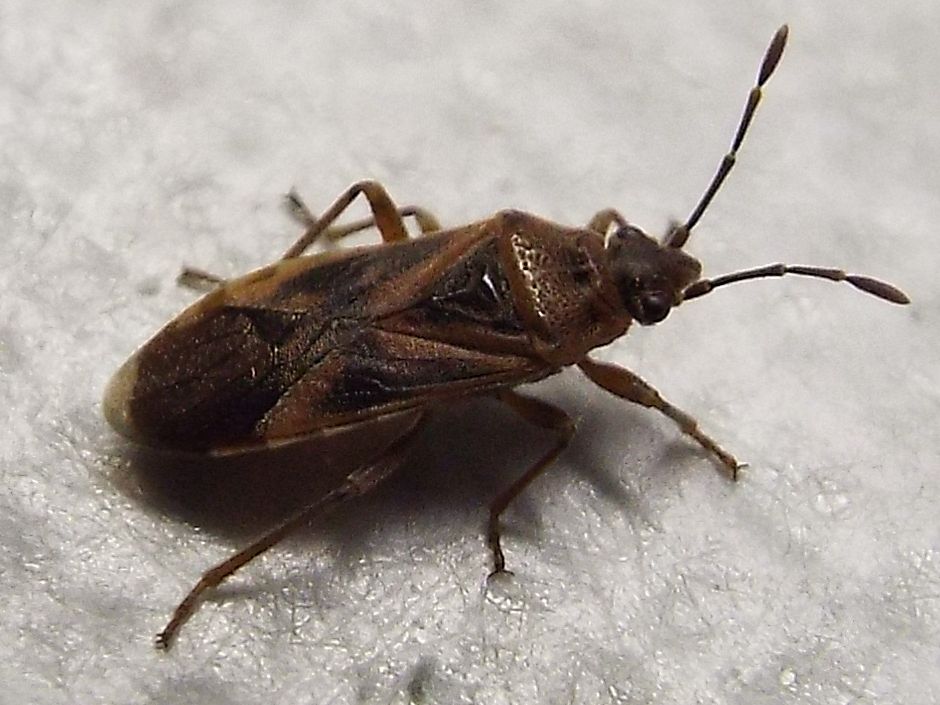 Lygaeidae: Arocatus longiceps