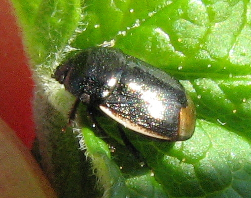Cydnidae: Legnotus limbosus. Chiave dicotomica del Genere