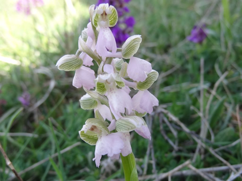 Anacamptis morio