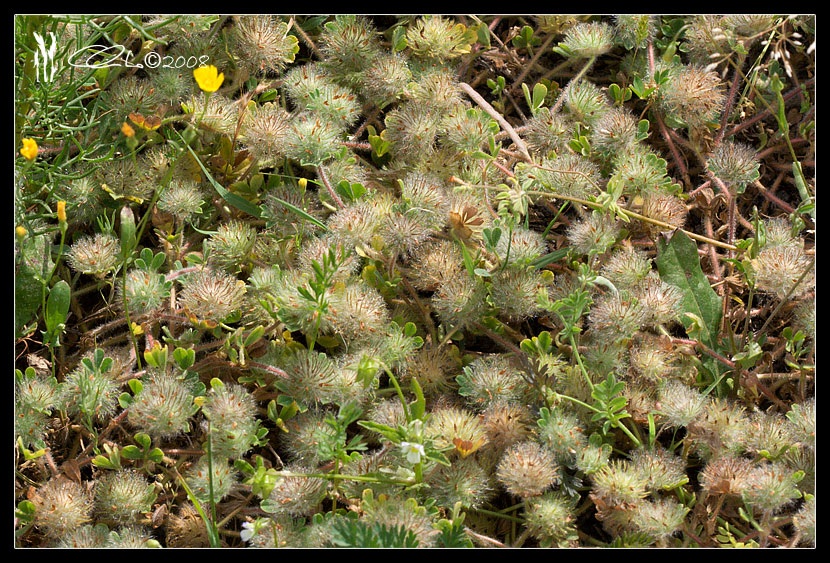 Trifolium cherleri / Trifoglio di Cherler