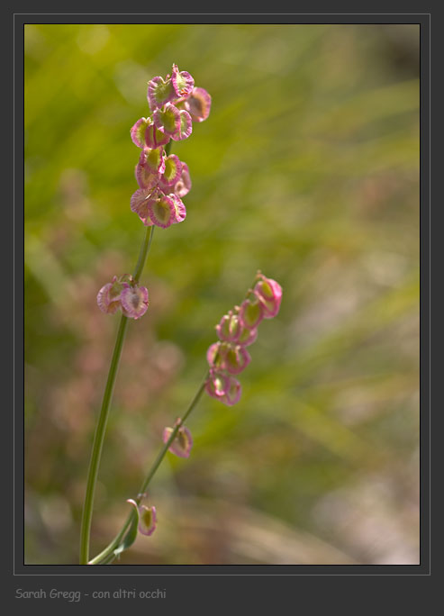 Rumex scutatus dalla Majella