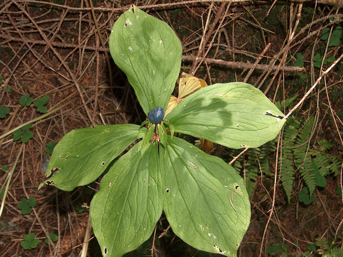 Paris quadrifolia / Erba crociona