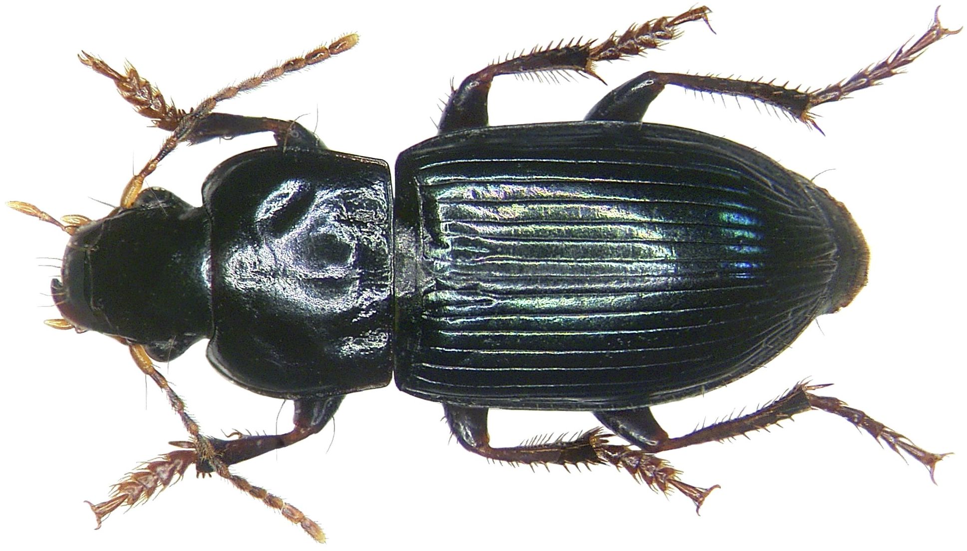 Carabidae: Pseudoophonus rufipes