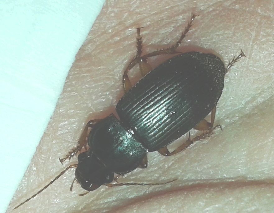 Carabidae: Pseudoophonus rufipes