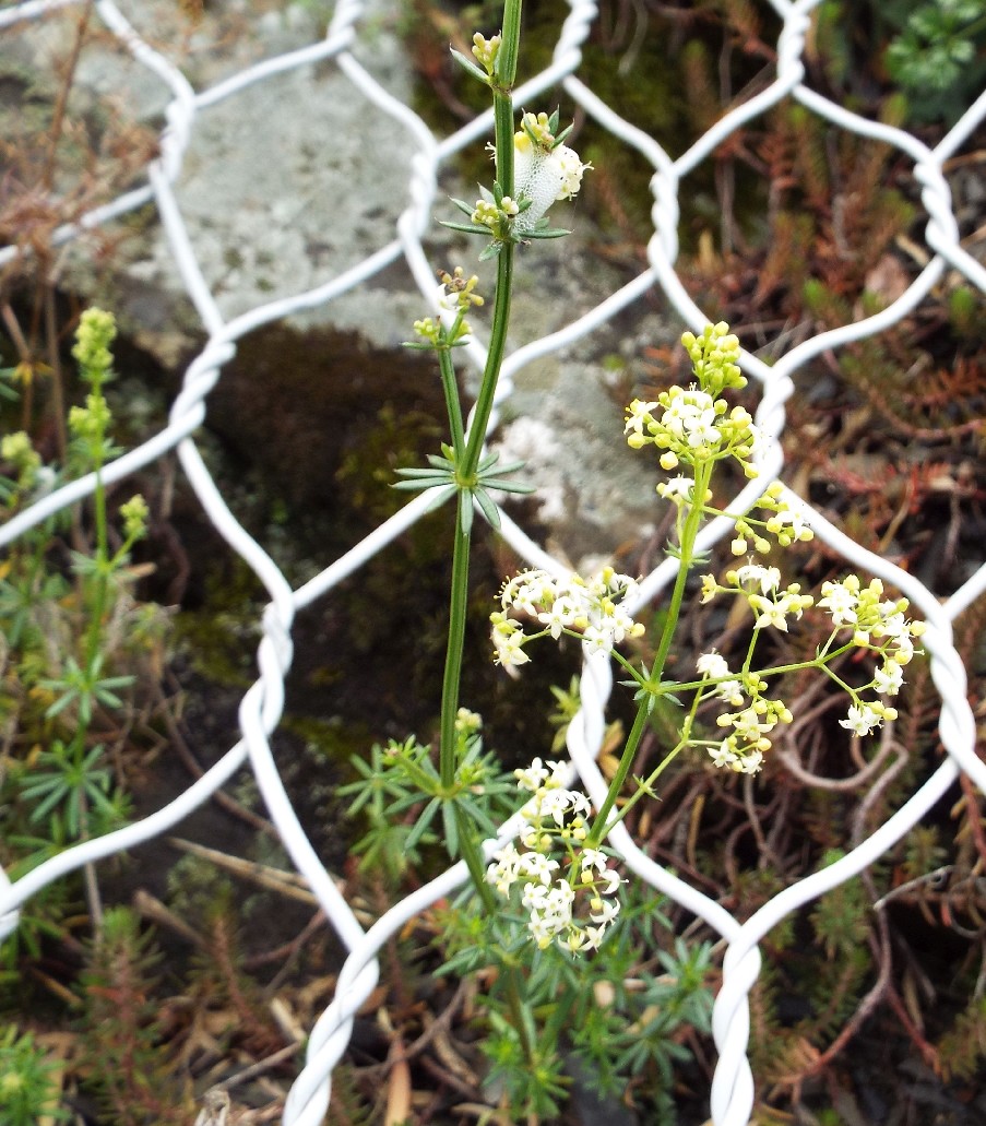 Galium cfr. corrudiifolium (Rubiales - Rubiaceae)