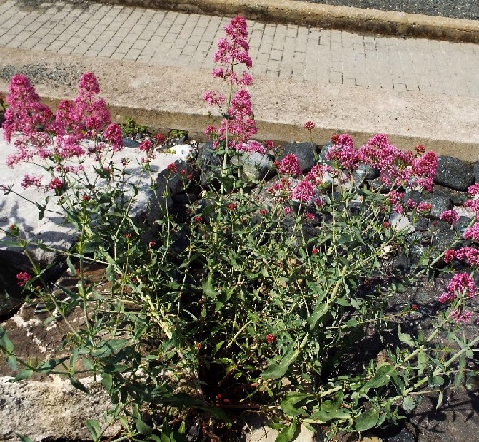 E'' una verbena? Centranthus ruber