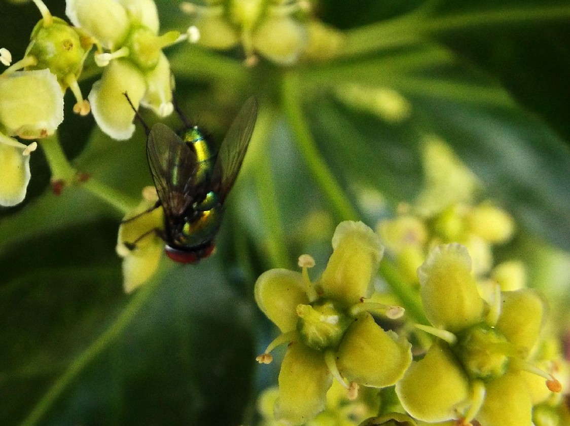 Mosca verde:  Lucilia sp.  maschio,  Calliphoridae