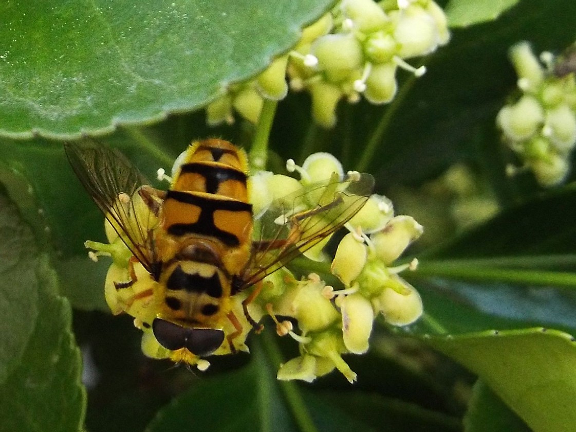 Syrphidae:   Myathropa florea, maschio