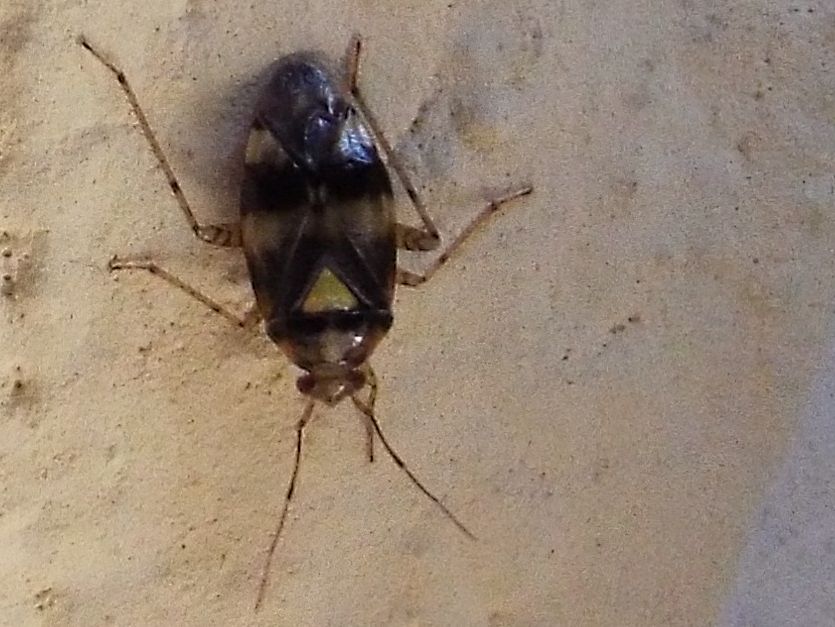 Miridae:    Liocoris tripustulatus