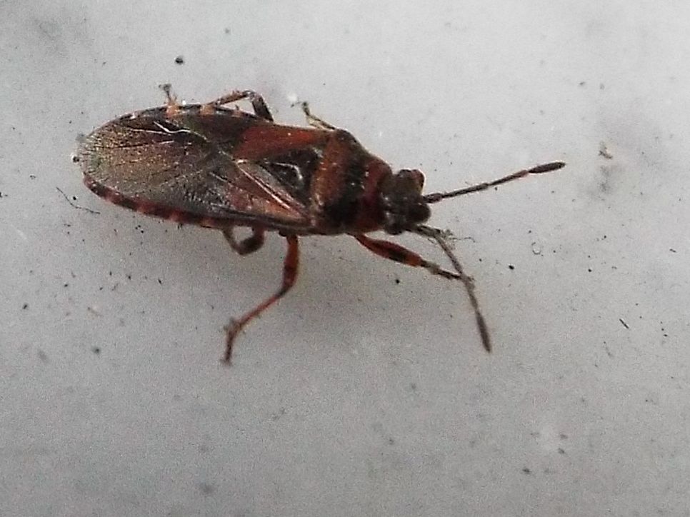 Arocatus melanocephalus (Lygaeidae)  - Milano