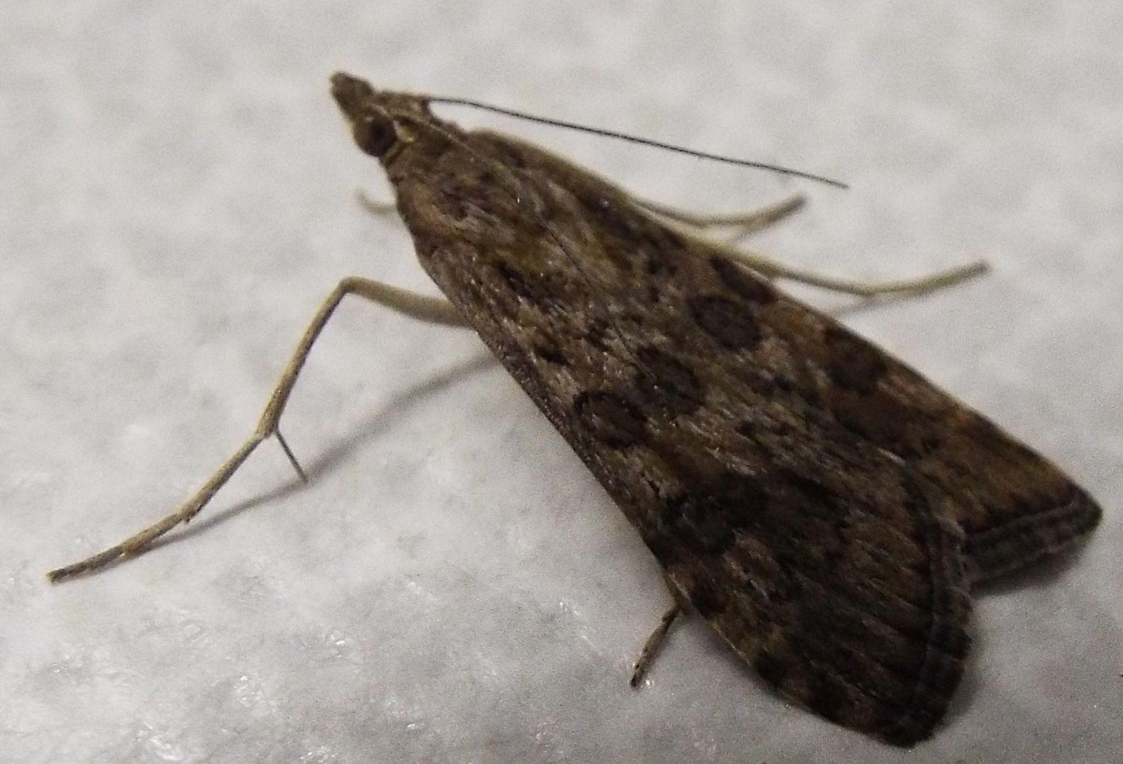 Falena da identificare 1 - Nomophila noctuella, Crambidae