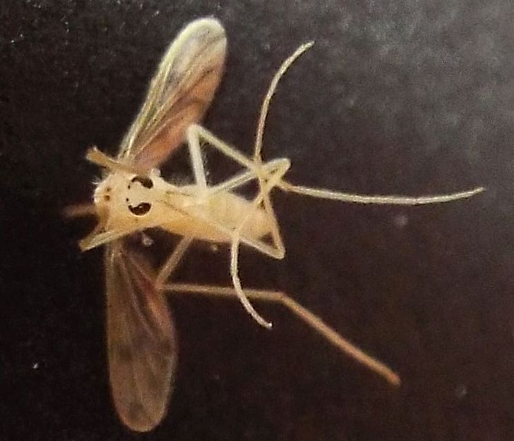 Chironomidae femmina? Molto probabile