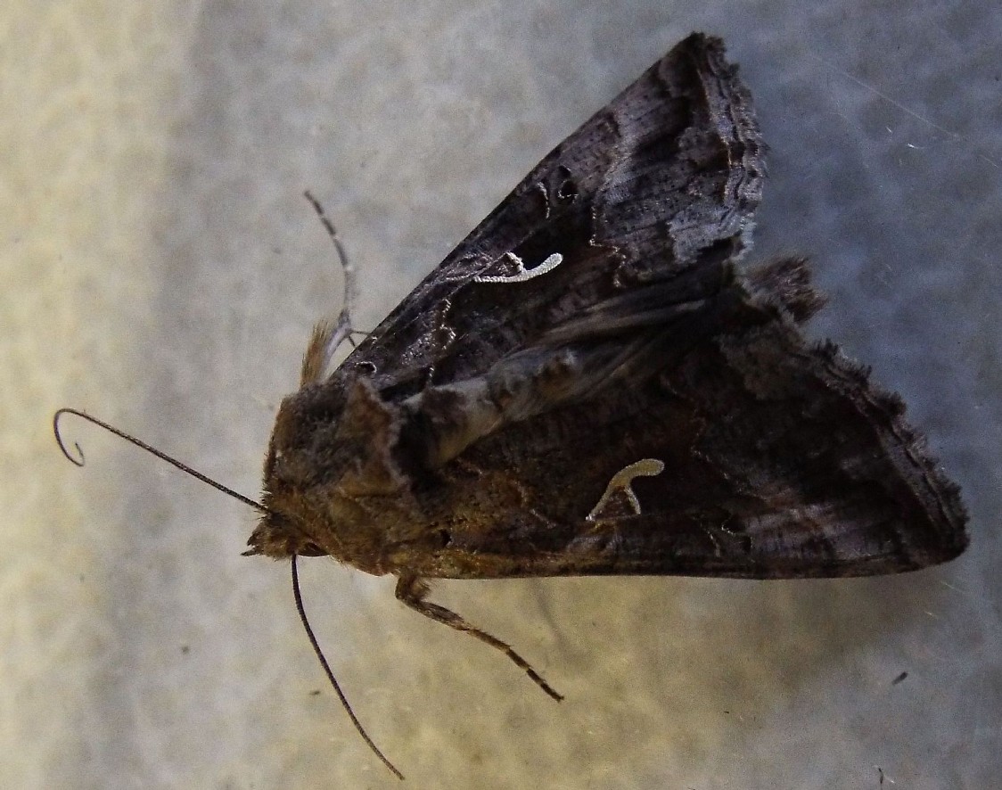 Autographa gamma (Noctuidae)