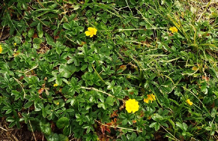 Potentilla cfr. aurea (Rosaceae)