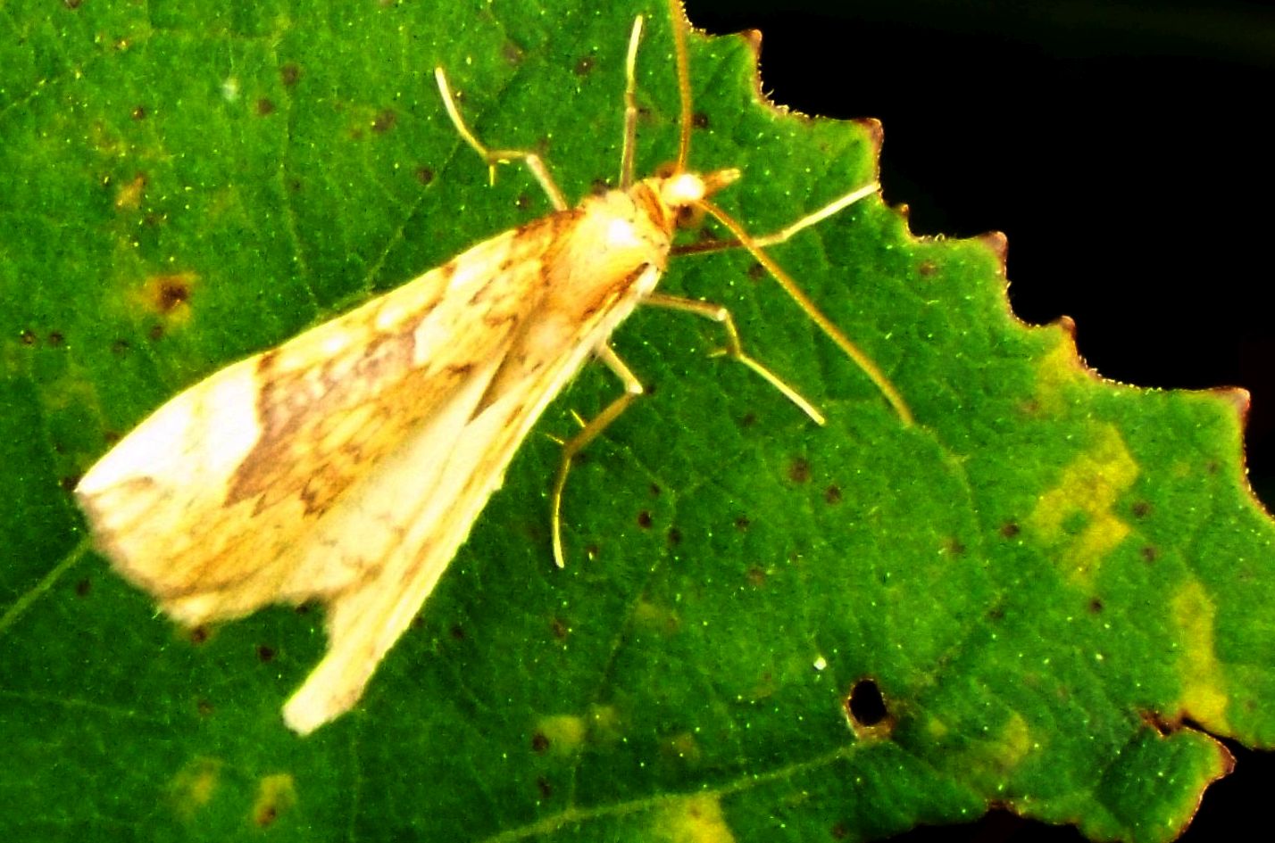 Farfalla da identificare - Eulithis populata