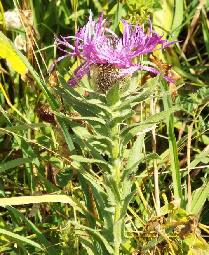 Centaurea nervosa