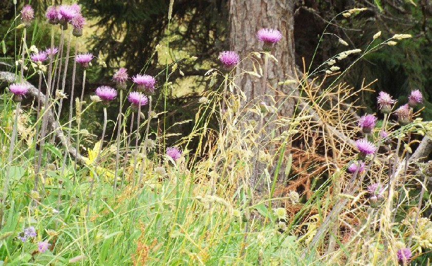 Cirsium heterophyllum