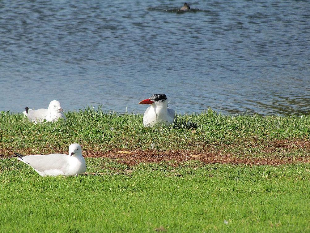 Sterna australiana: Hydroprogne caspia (Sterna maggiore)