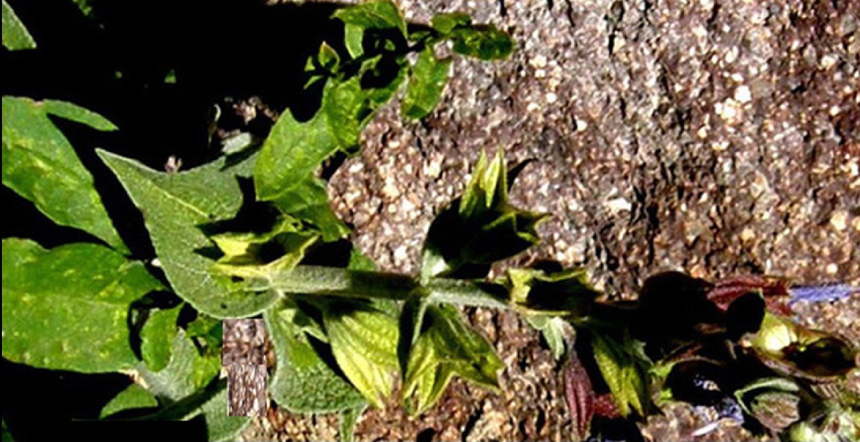 Salvia officinalis  (Lamiaceae)