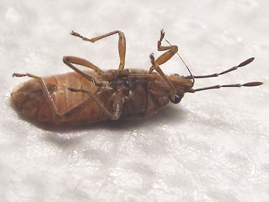 Lygaeidae: Arocatus longiceps