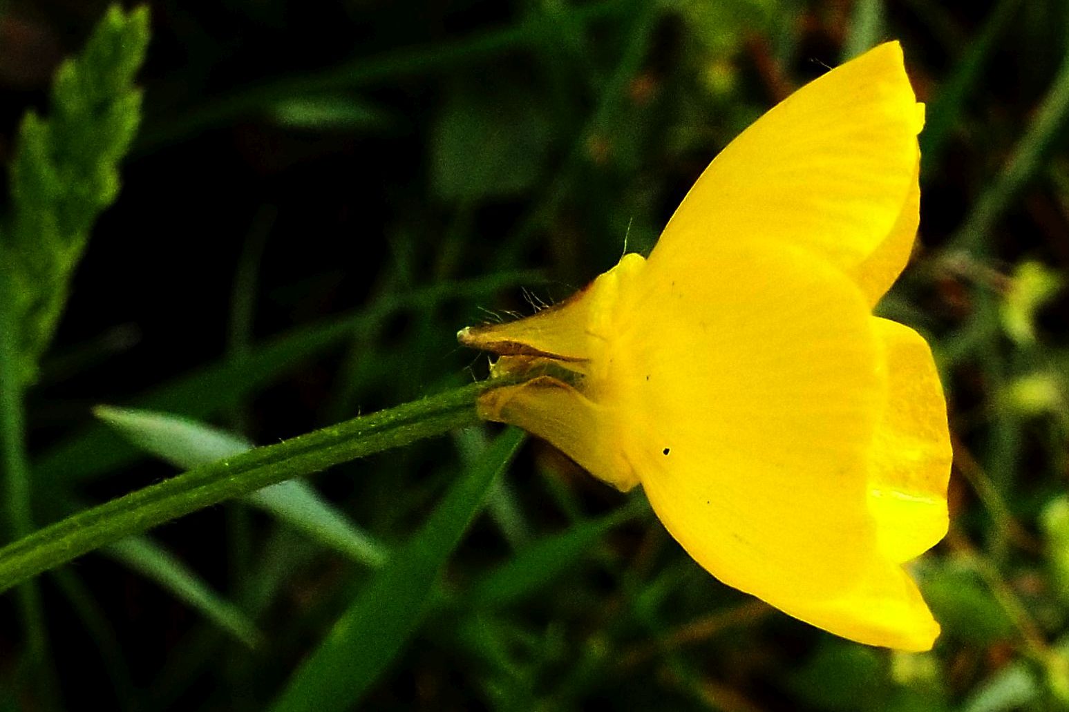 Ranunculus cfr. bulbosus