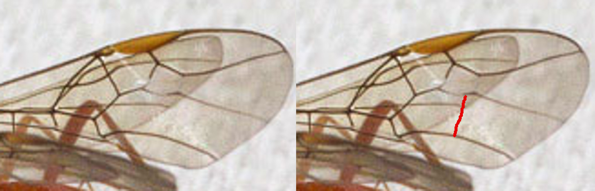 Ichneumonidae (no. Braconidae) attirato dalla lampada