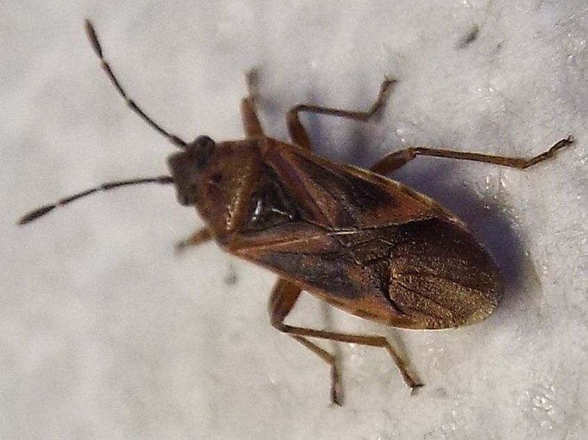 Lygaeidae: Arocatus longiceps