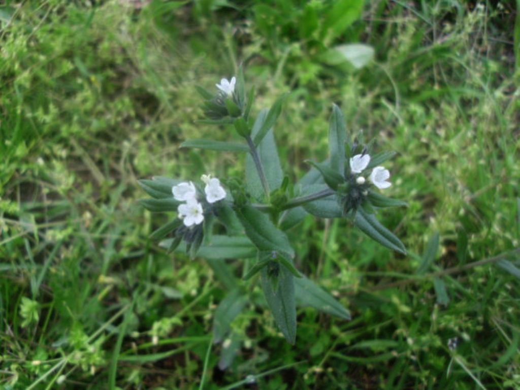  una lamiacea? No, Buglossoides cfr. arvensis (Boraginales Boraginaceae)