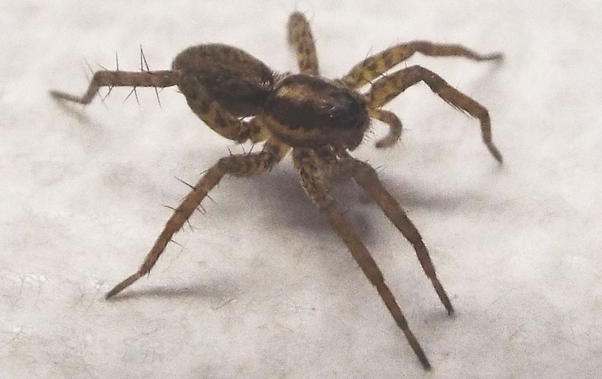 Pardosa sp. - Rozzano (MI)