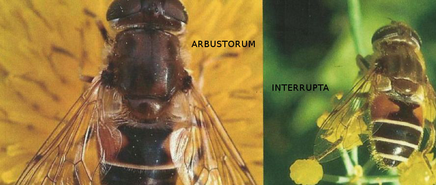 Quale Eristalis?  Eristalis cfr. arbustorum