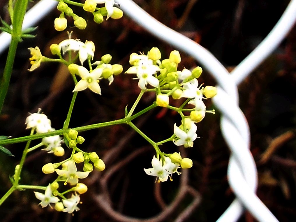 Galium cfr. corrudiifolium (Rubiales - Rubiaceae)