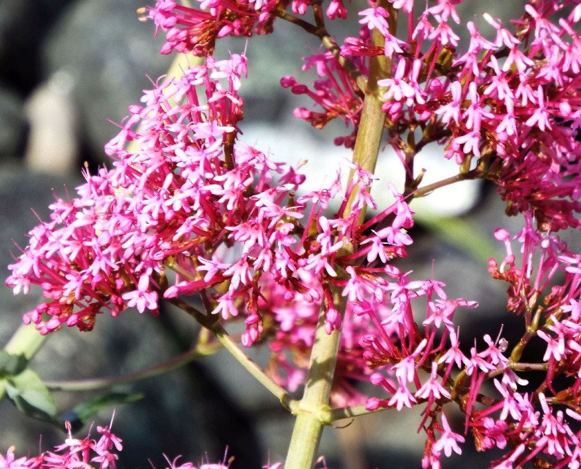 E'' una verbena? Centranthus ruber