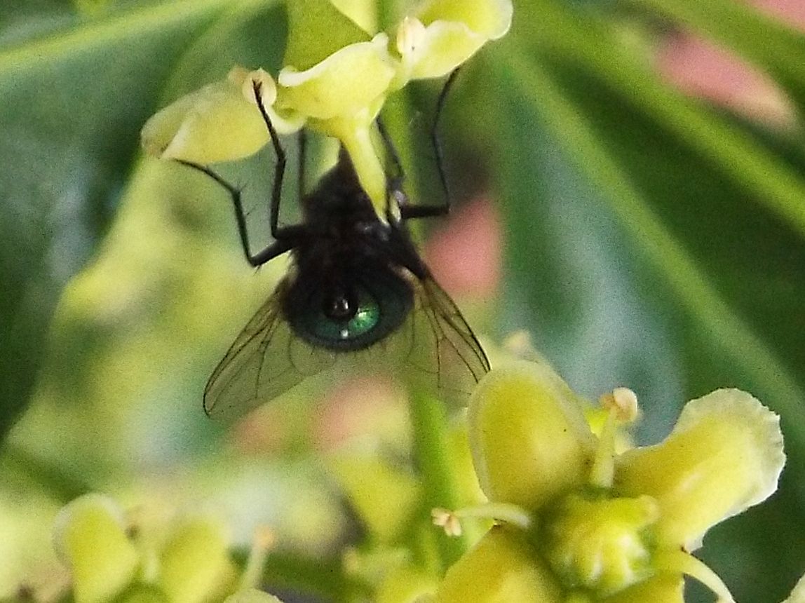 Mosca verde:  Lucilia sp.  maschio,  Calliphoridae