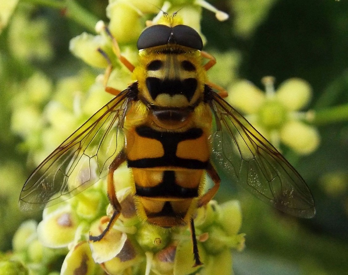 Syrphidae:   Myathropa florea, maschio