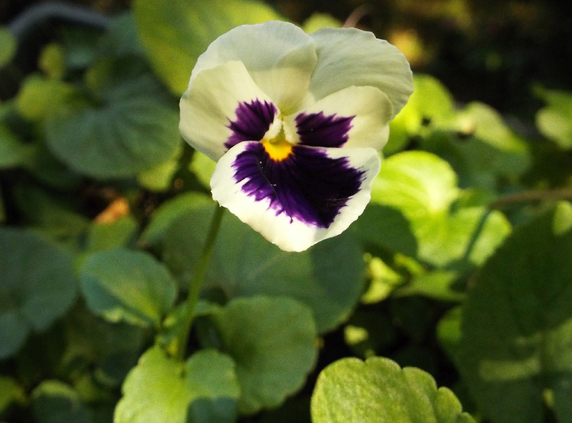 Viola ...spuria:  Viola sp. (Violaceae)