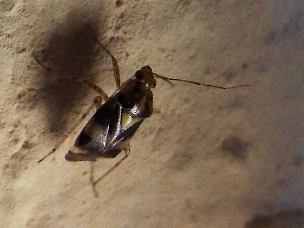 Miridae:    Liocoris tripustulatus