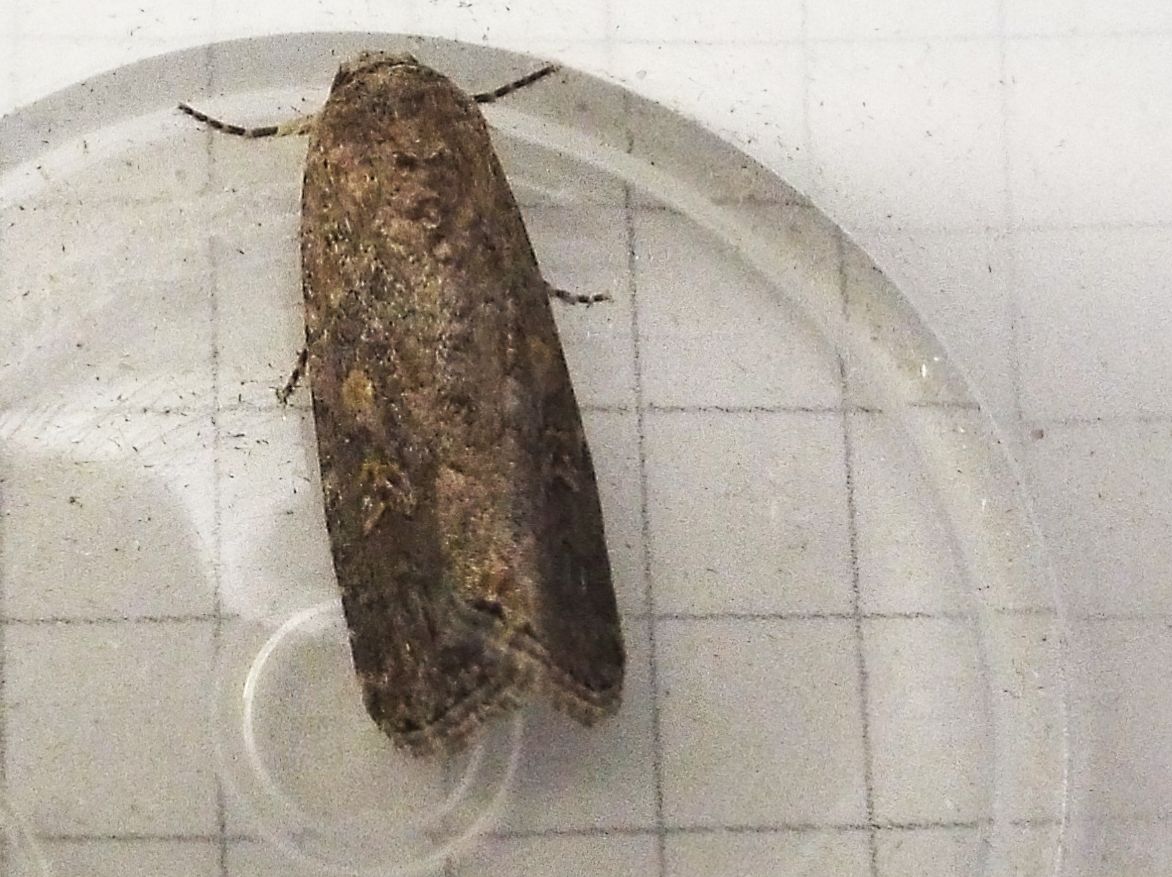 Spodoptera exigua,  Noctuidae